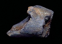 藏品(大型哺乳動物腿骨化石)的圖片